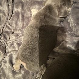 "GIO" French Bulldog Puppies from Only Frenchies