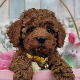 Cavapoos and Maltipoos from CountryLaneDoodles