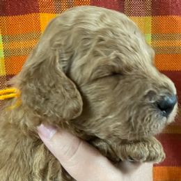 Rusty - male Goldendoodle puppy in Sumner, Washington from Little Acre Doodles