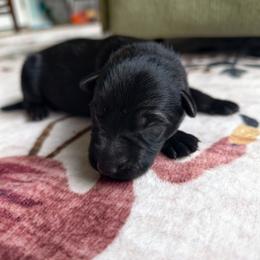 Vader - Bi-color male German Shepherd puppy in Southern Maryland, Maryland from Reddington Shepherds