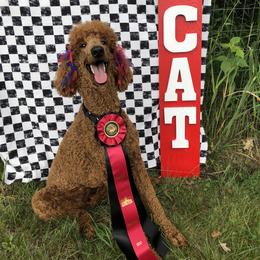Maggie - Poodle