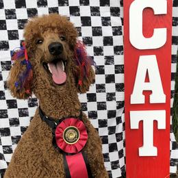 Maggie - Poodle
