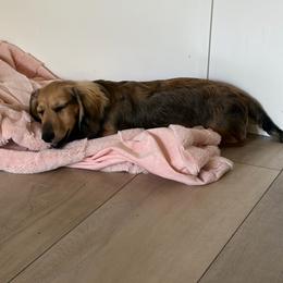 Pecan - Cream female Dachshund puppy in Temple, Texas from Brit’s Doxie Crossing