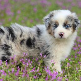 Tuxedo Sam - Blue merle male Australian Shepherd puppy in Star City, Arkansas from Blush & Lace Aussie Co.