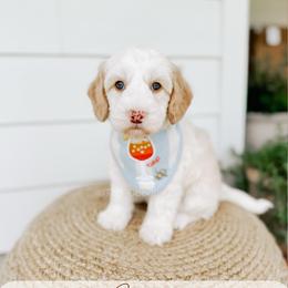 Captain - Yachties - Caramel cream male Australian Labradoodle puppy in Syracuse, Indiana from The Doodle Cove