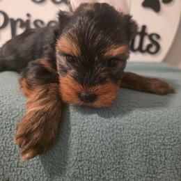 Dolph - Black and tan male Yorkshire Terrier puppy in Clermont, Florida from Bella's Prissy Butts