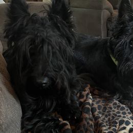Scottish Terriers from Gail's Scottish Terriers