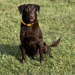 Gossip - Labrador Retriever