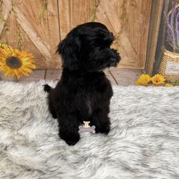 Baker - Black male Schnoodle puppy in Macks Creek, Missouri from Fluffy Buttz