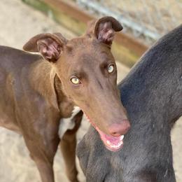 Killian - Greyhound
