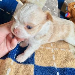 Sunny - Fawn and white male Chihuahua puppy in Canton, Ohio from Elysium Fields Chihuahuas