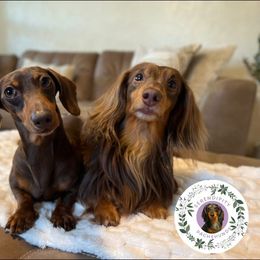 Dachshund puppies from Serendipity Dachshunds