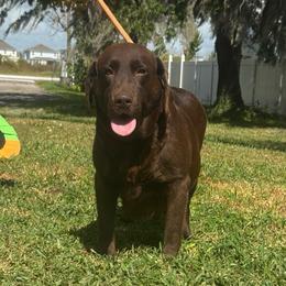 Mocha - Labrador Retriever