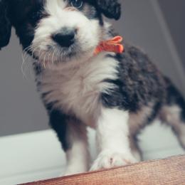Bernedoodle Puppies from Southern Oak Breeders LLC