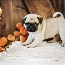 Pug Puppies from Gold Leaf Farm Pugs