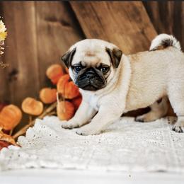 Pug Puppies from Gold Leaf Farm Pugs