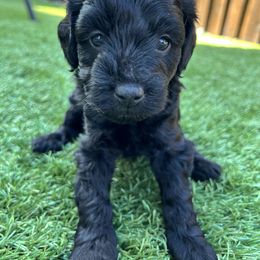Aussiedoodle and Miniature Australian Shepherd Puppies from Dazy Mayze Mini Aussies and Aussiedoodles