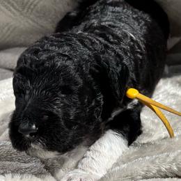 Hallow - Yellow Collar - Black male Poodle puppy in Monroe, North Carolina from The Klepper Homestead