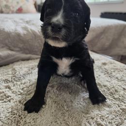 Lamb - Black and white female Bernedoodle puppy in Seffner, Florida from TOP NOTCH PUPS- BERNEDOODLE BREEDER