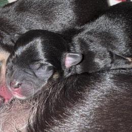 Paityn - Black female Chihuahua puppy in Brooklyn, Connecticut from Ladybug Chihuahuas