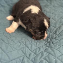 Black - Black and tan male Pembroke Welsh Corgi puppy in Early, Texas from Mitchell Corgis