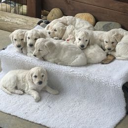 Bernedoodle and Goldendoodle Puppies from White Oak