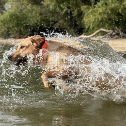 Prim - Golden Retriever