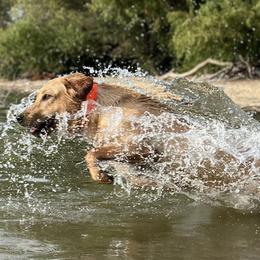 Prim - Golden Retriever
