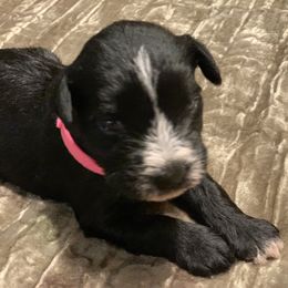 Miniature Schnauzer Puppies from Brown’s Kennel Club