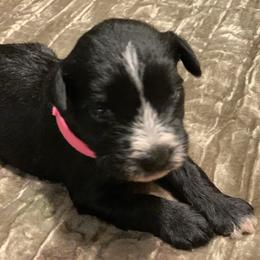 Miniature Schnauzer Puppies from Brown’s Kennel Club