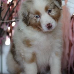 Australian Shepherd Puppies from Cloverdale Australian Shepherds