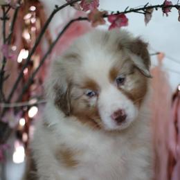 Australian Shepherd Puppies from Cloverdale Australian Shepherds