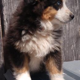 Toy Australian Shepherds from Bee's Toy Aussies