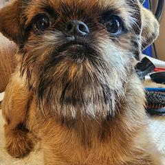 Brussels Griffon Puppies from Charming Brussels Griffon