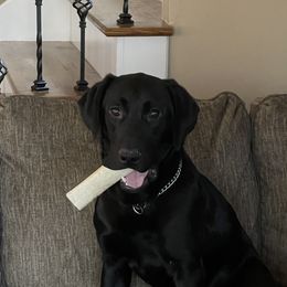 Banks - Labrador Retriever