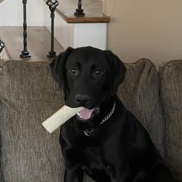 Banks - Labrador Retriever