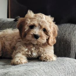 Cavapoo Puppies from Jessie's Puppies