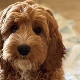 Lexi - Australian Labradoodle