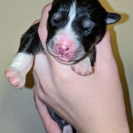Pomsky Puppies from KP Pomskies LLC