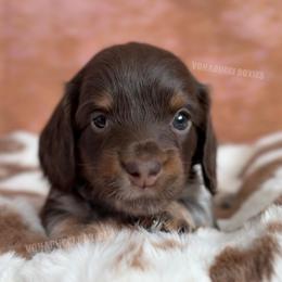 Rose - Piebald female Dachshund puppy in Chandler, Arizona from Vonaducci Doxies, LLC.