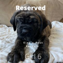 Girl 1 - Mastiff puppy in Kanosh, Utah from King’s Peak Kennels