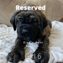 Girl 1 - Mastiff puppy in Kanosh, Utah from King’s Peak Kennels