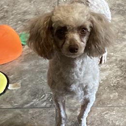 Gilbert - Poodle