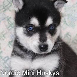 Girl 1 - Black and white female Alaskan Klee Kai puppy in Klamath Falls, Oregon from Nordic Mini Huskys