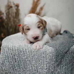 Reef (Red) - Fawn and white male Sheepadoodle puppy in Newport Beach, California from High Desert Doodles