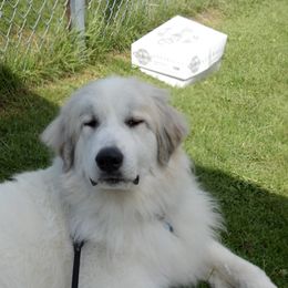 Great Pyrenees All Grown Up from Pyradigm Great Pyrenees