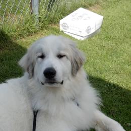 Great Pyrenees All Grown Up from Pyradigm Great Pyrenees