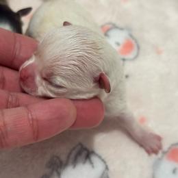 TBD 2 - Cream and white female Chihuahua puppy in Davenport, Florida from Clan Cordovathone