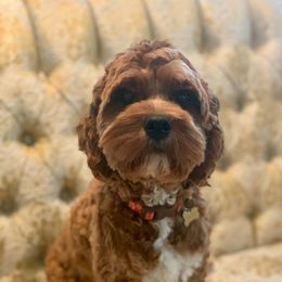 Cavapoos from Texas Teddy Bears