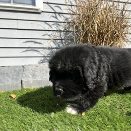 Newfoundland Puppies from Knallhart Kennels